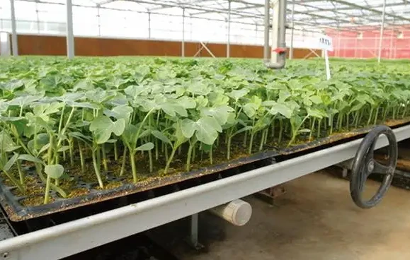 Watermelon seedling
