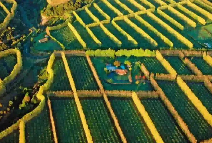 Kiwi windbreak