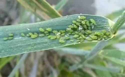 info-491-303 info-491-303