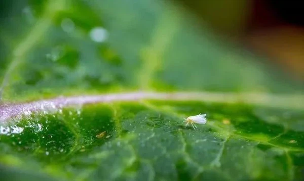 Flonicamid Flonicamid