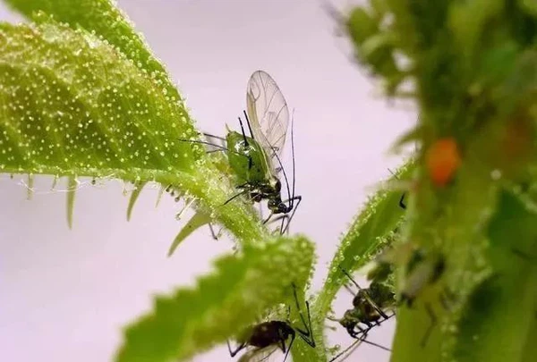 Flonicamid Flonicamid