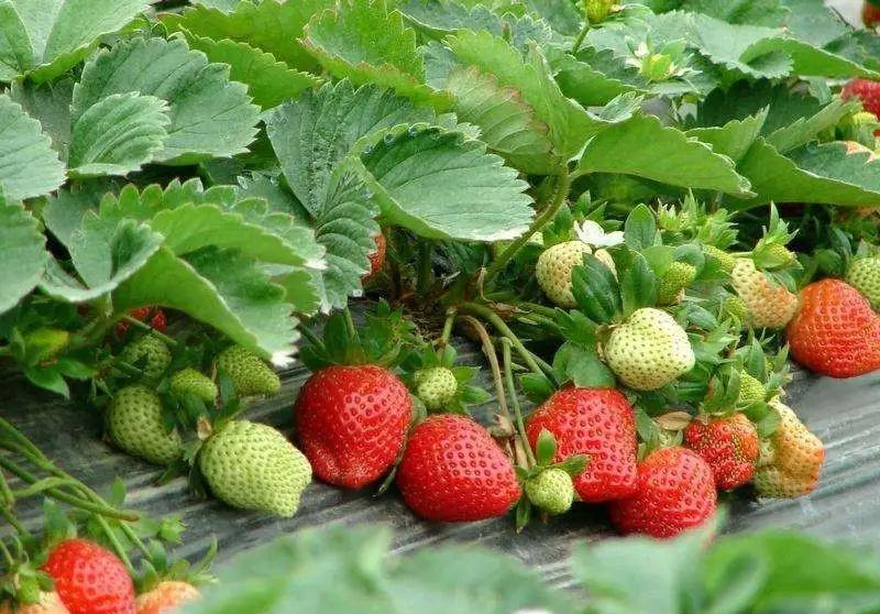 Increase fruit setting rate Increase fruit setting rate