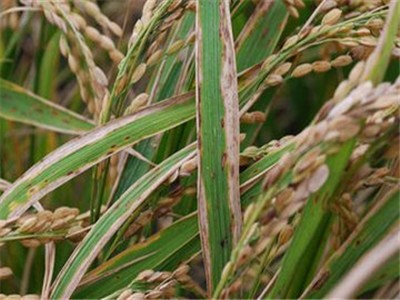 Bacterial leaf blight Bacterial leaf blight