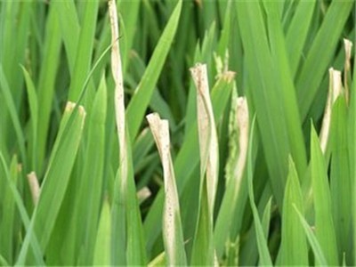 Bacterial leaf blight Bacterial leaf blight