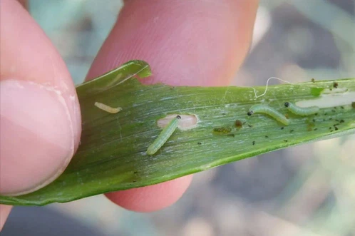 Onion tubeworms Onion tubeworms